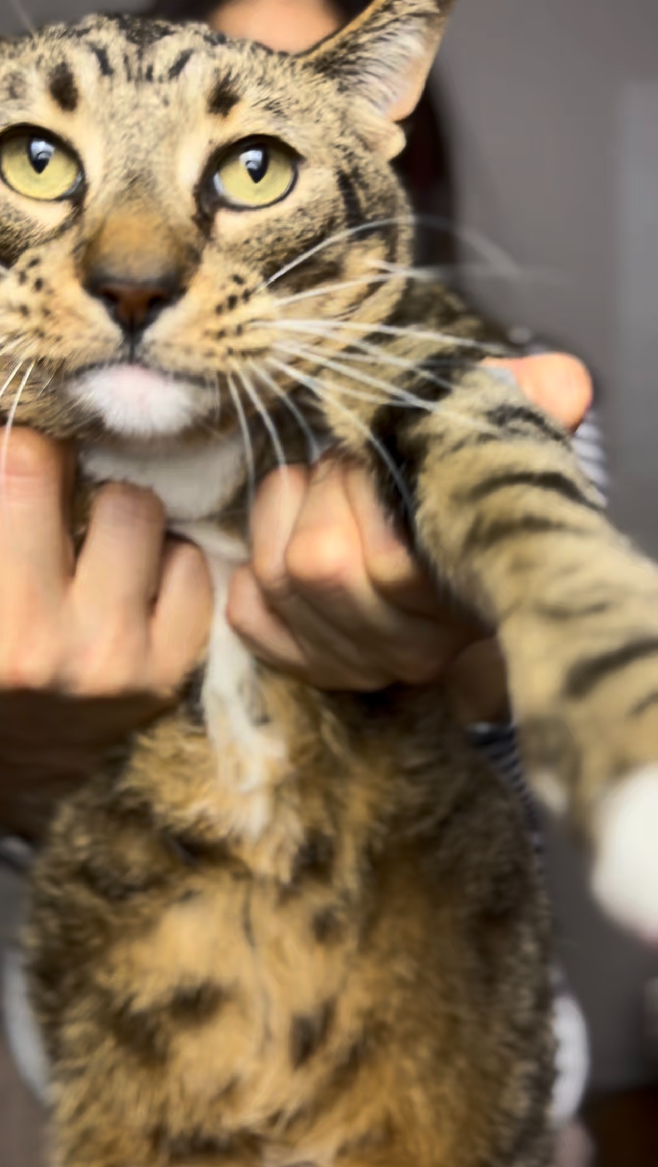 Industry: pets. Format: voiceover. Language: English.
